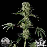 Dinafem Seeds Moby Dick #2